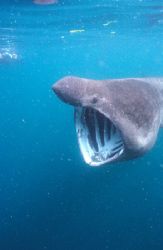 Basking Shark, Off the Manacles Reef - Cornwall. Shot tak... by Derek Haslam 